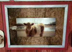 Casey western cowhide frameworks