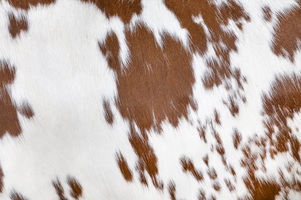 Texture of a brown spotted cow coat. White and red hair cow skin - real genuine natural fur, copy space for text.